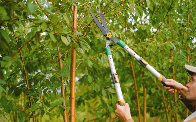 Tree trimming in Bim, WV