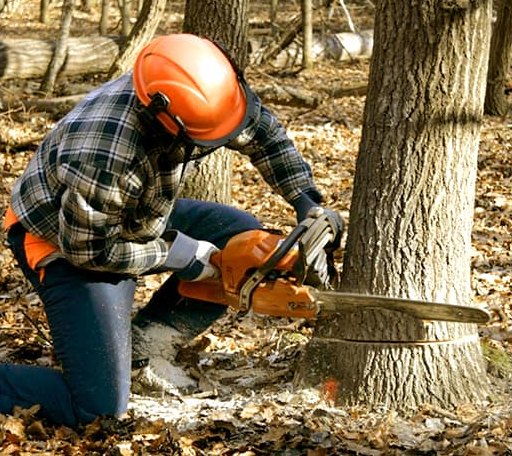Tree Removal in Bim, WV